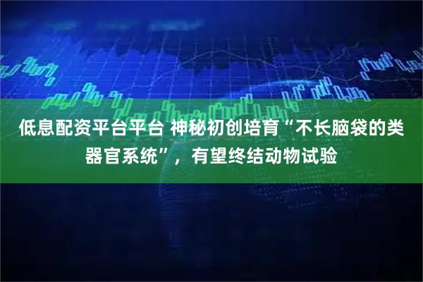 低息配资平台平台 神秘初创培育“不长脑袋的类器官系统”，有望终结动物试验