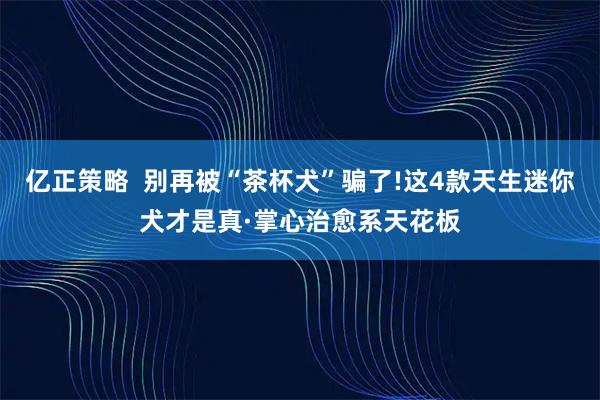 亿正策略  别再被“茶杯犬”骗了!这4款天生迷你犬才是真·掌心治愈系天花板